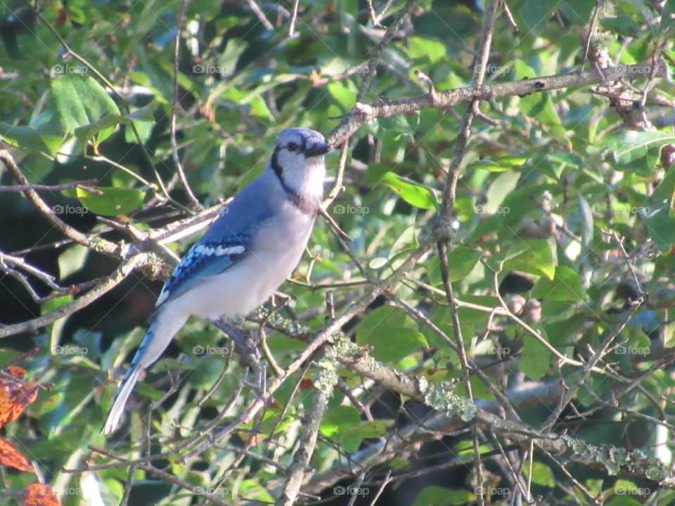 Bird, Wildlife, Nature, Animal, Tree