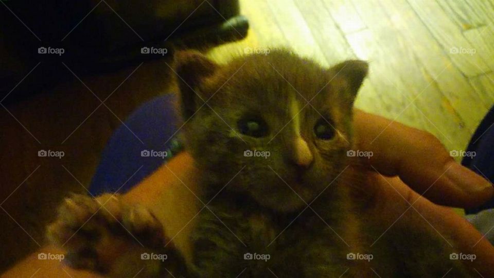cute happy kitten at sunlit window