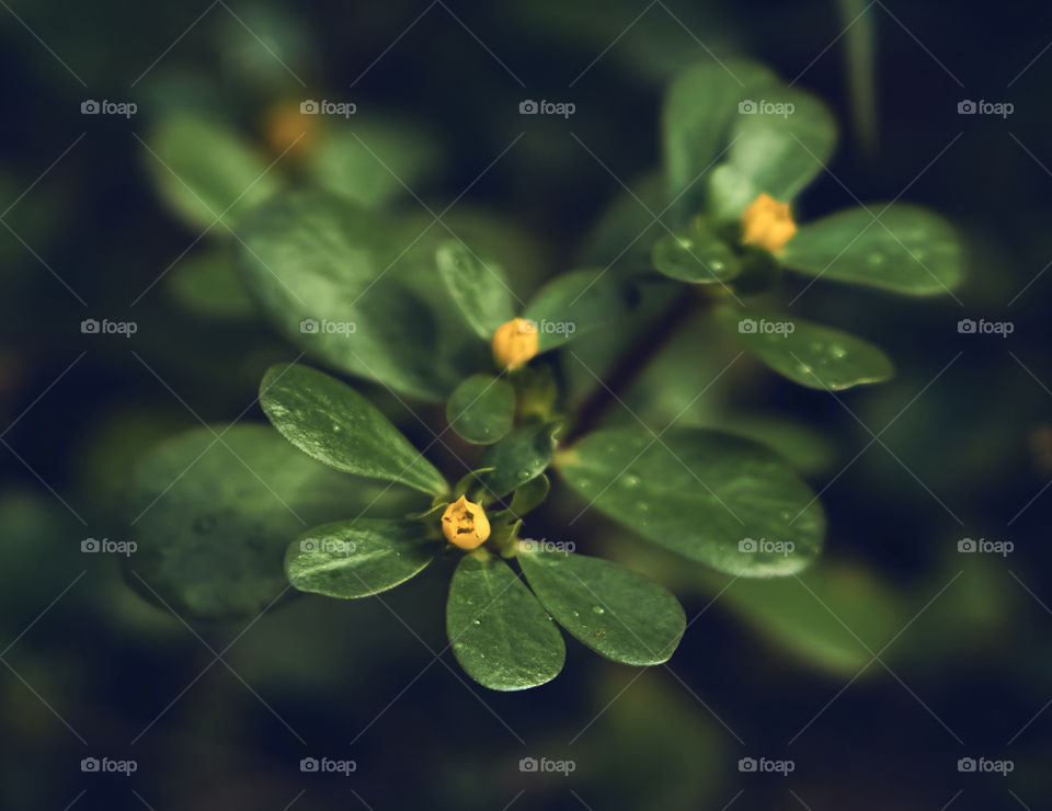 Floral photography - common purslane