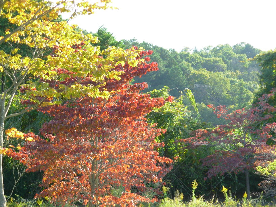 Japanese autumn 