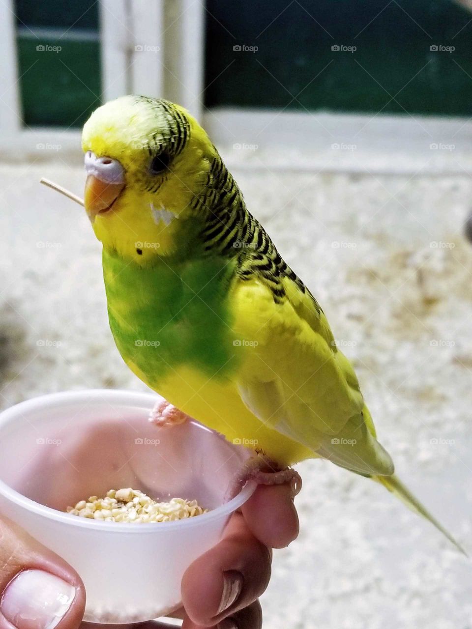 Yellow and green parakeet eats seeds.