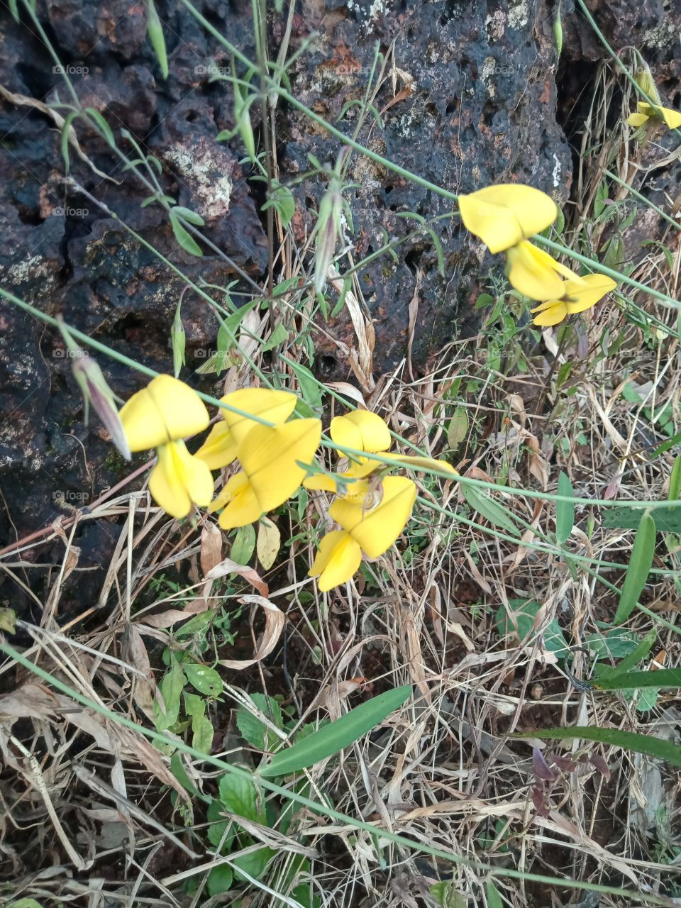 Yellow flowers