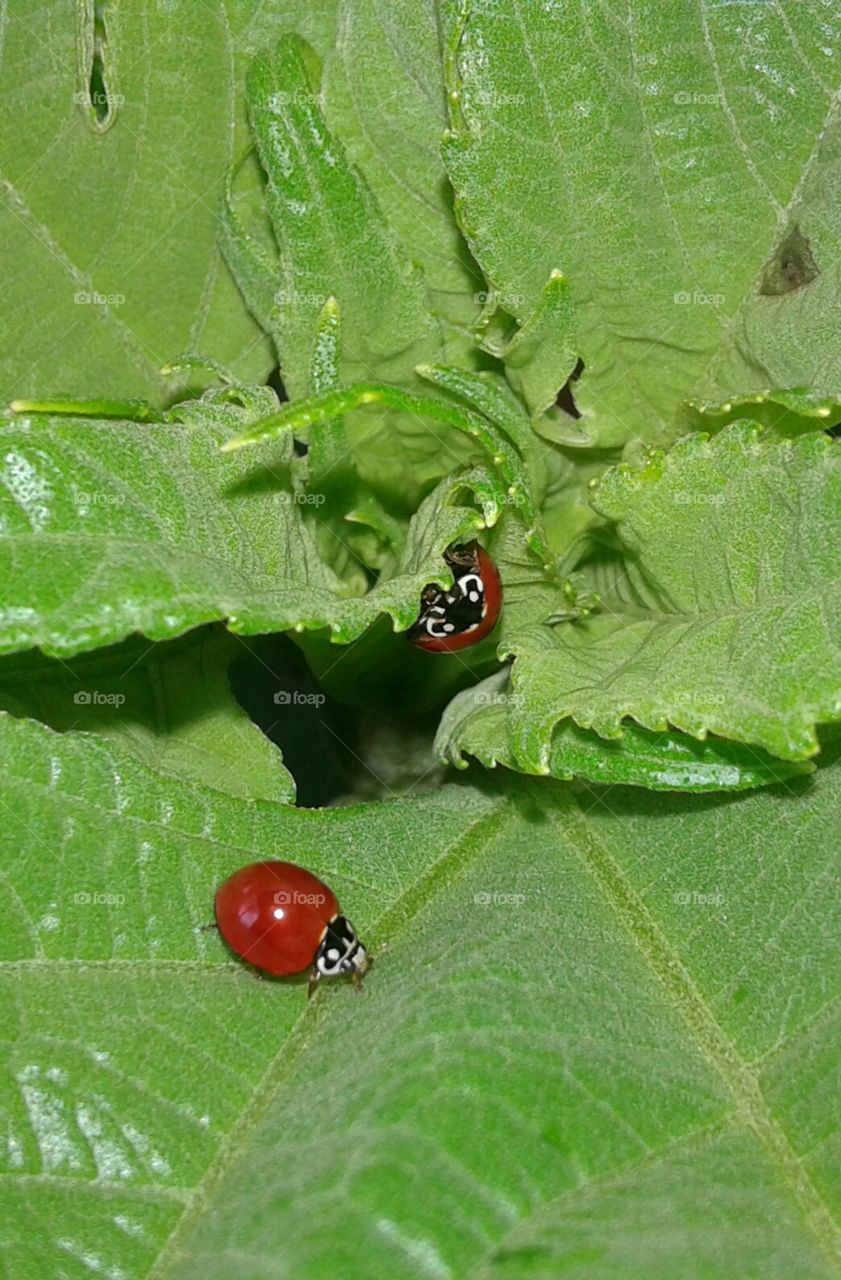 Insectos ladybugs.
