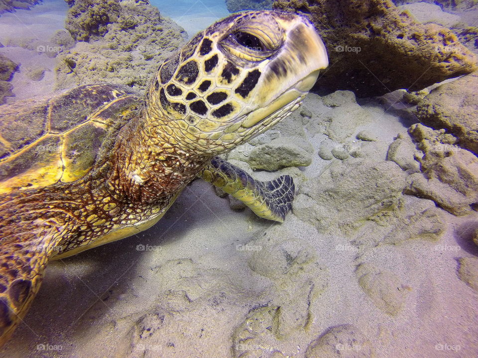 Honu, Hawaiian for turtle 