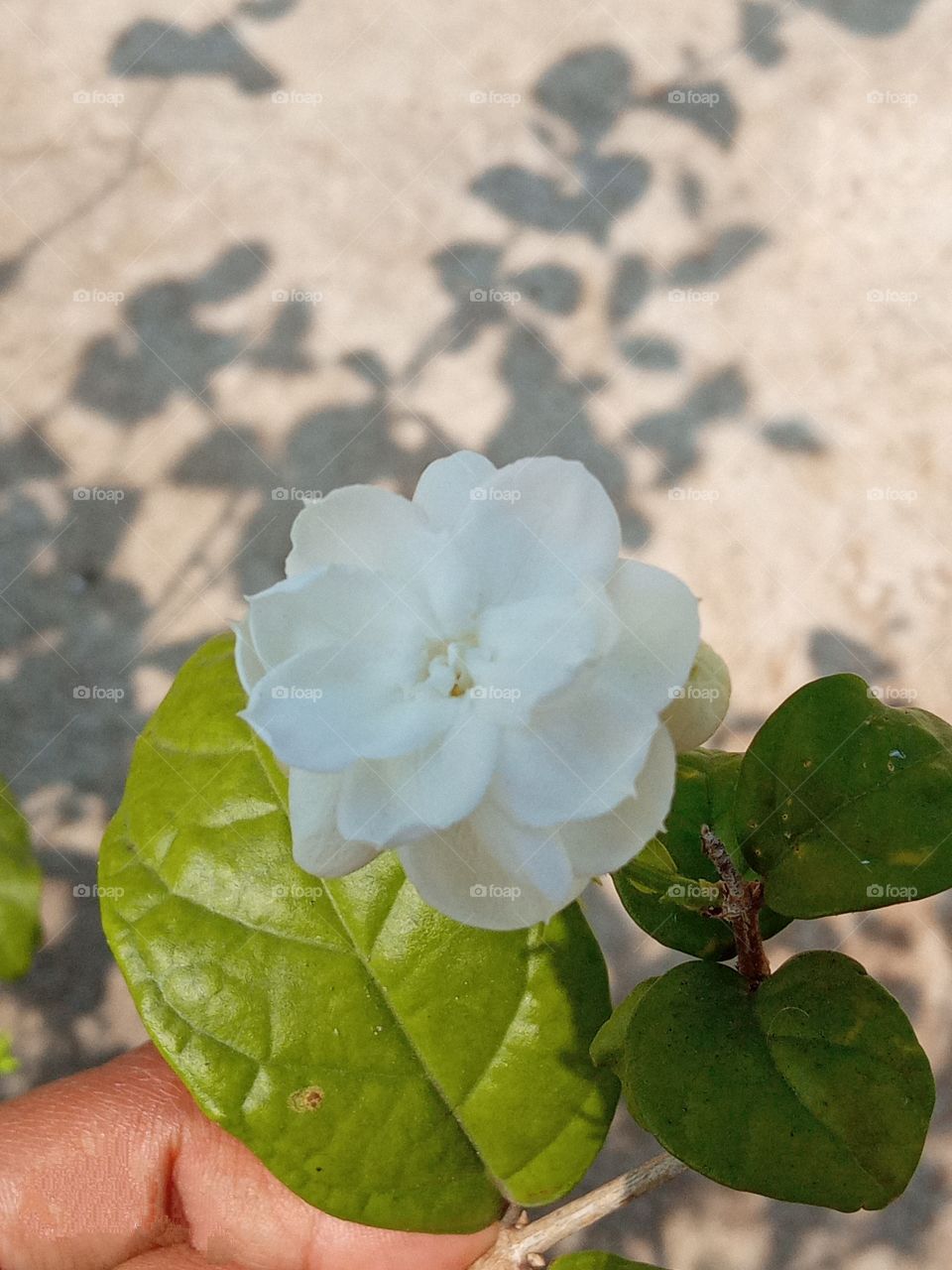 beautiful ⚪white arabian jasmine mogra  flower 🌺🌻🌹🌷in our garden