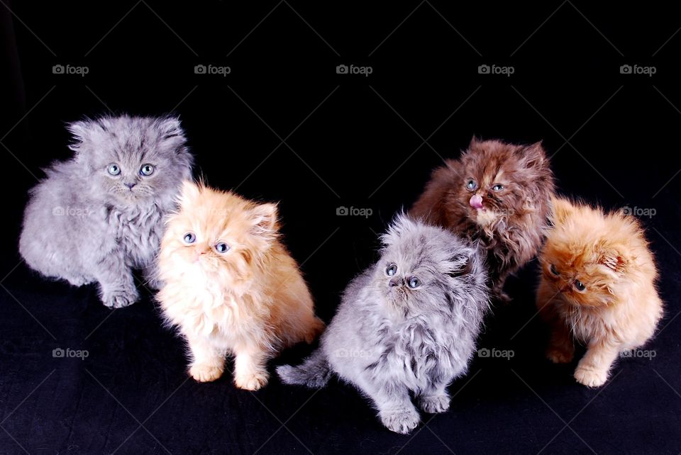 Five Persian Kittens Posing for Portrait 
