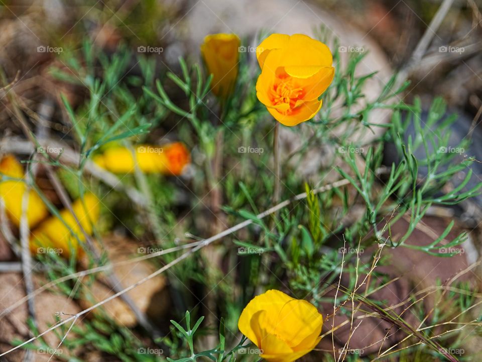 Yellow wildflowers pop up in the Arizona desert following recent rain