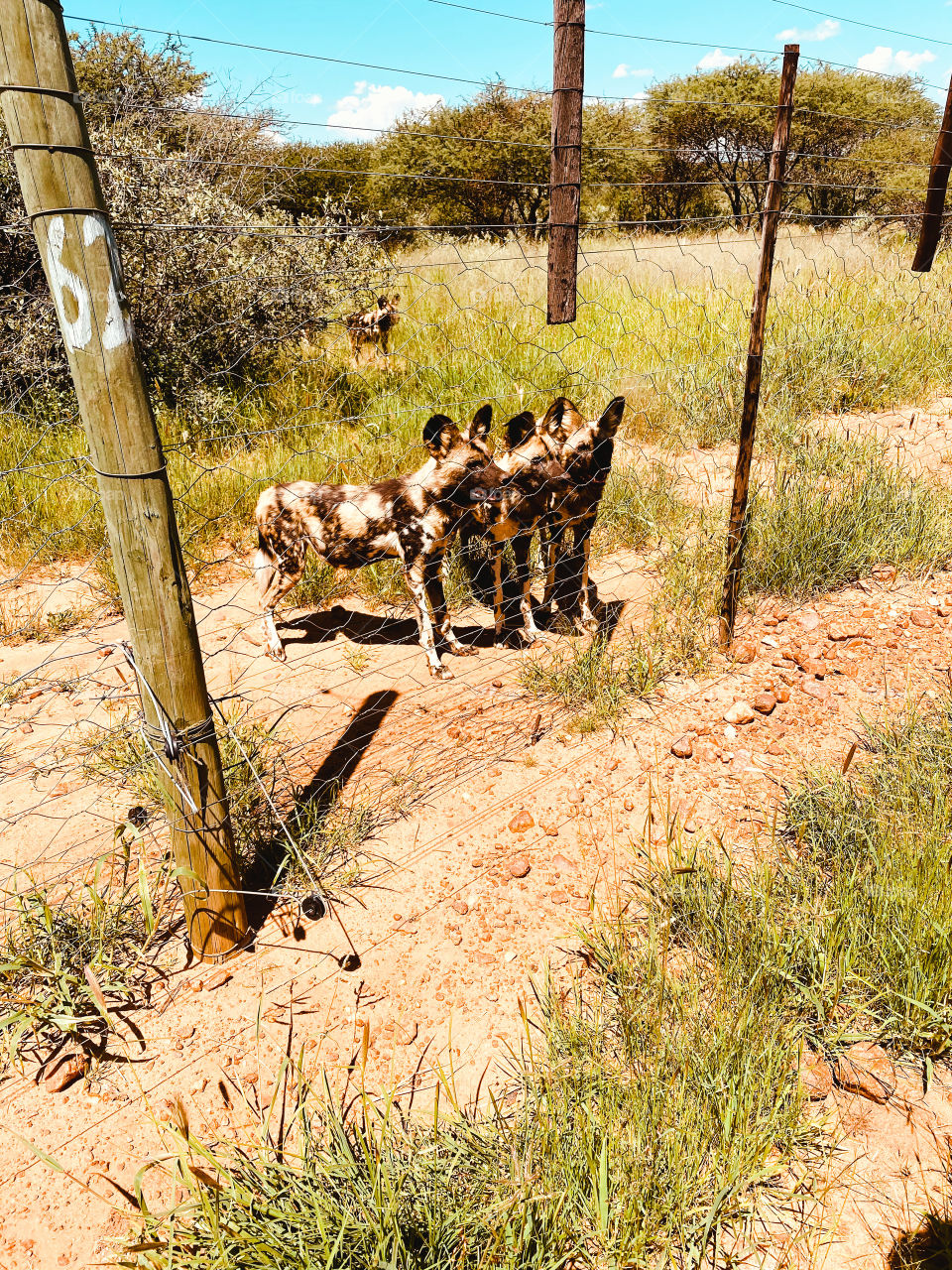 Three Dotted African wild dogs stand close to a fence in a conservancy park.