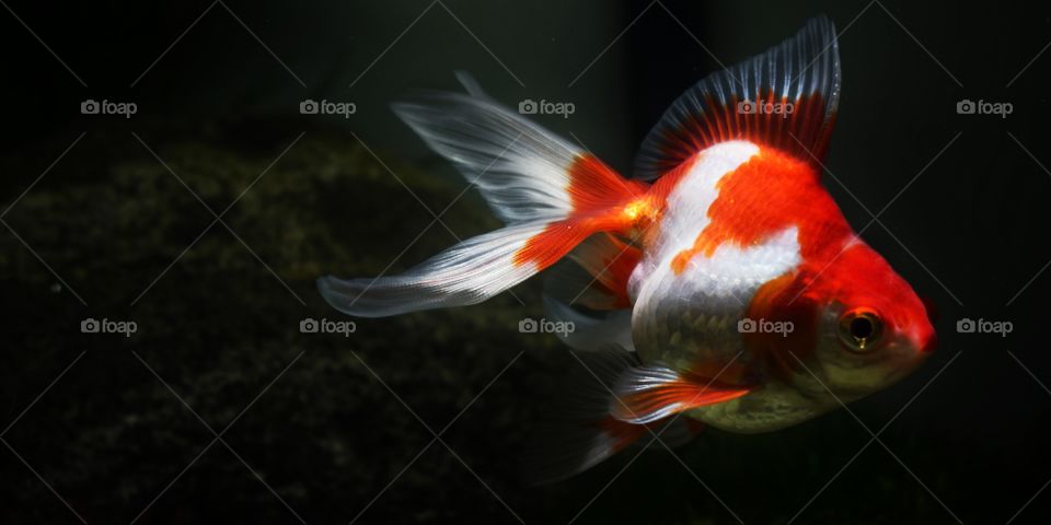 goldfish