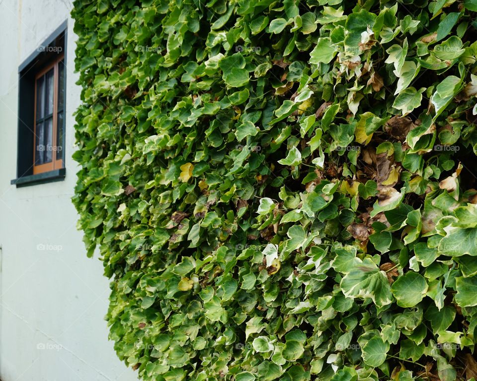 window to your soul. Ivy is the most beautiful & violent of plants.