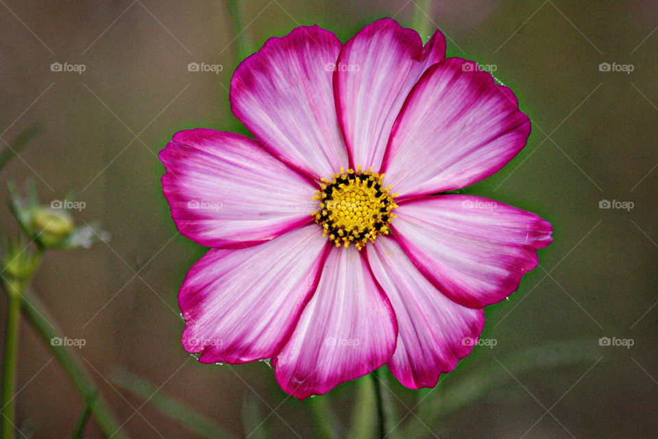 Bright pink flower with petals