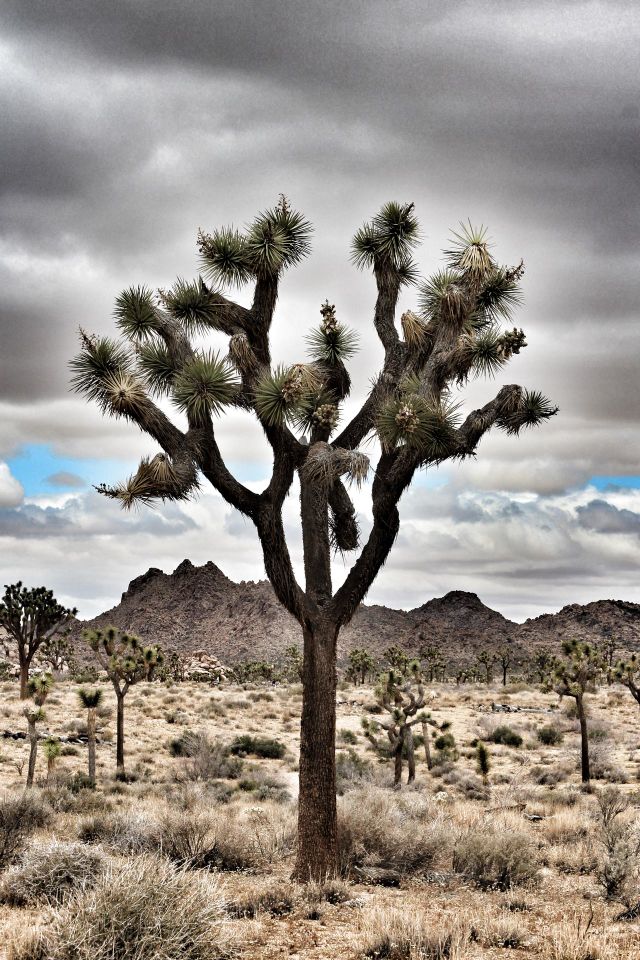 The Majestic Joshua Tree standing forefront at Joshua tree National Park with cloudy storm clouds on the horizon 
