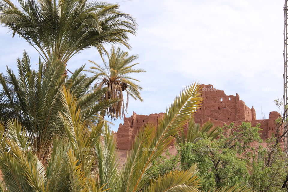 palm trees and kasbah