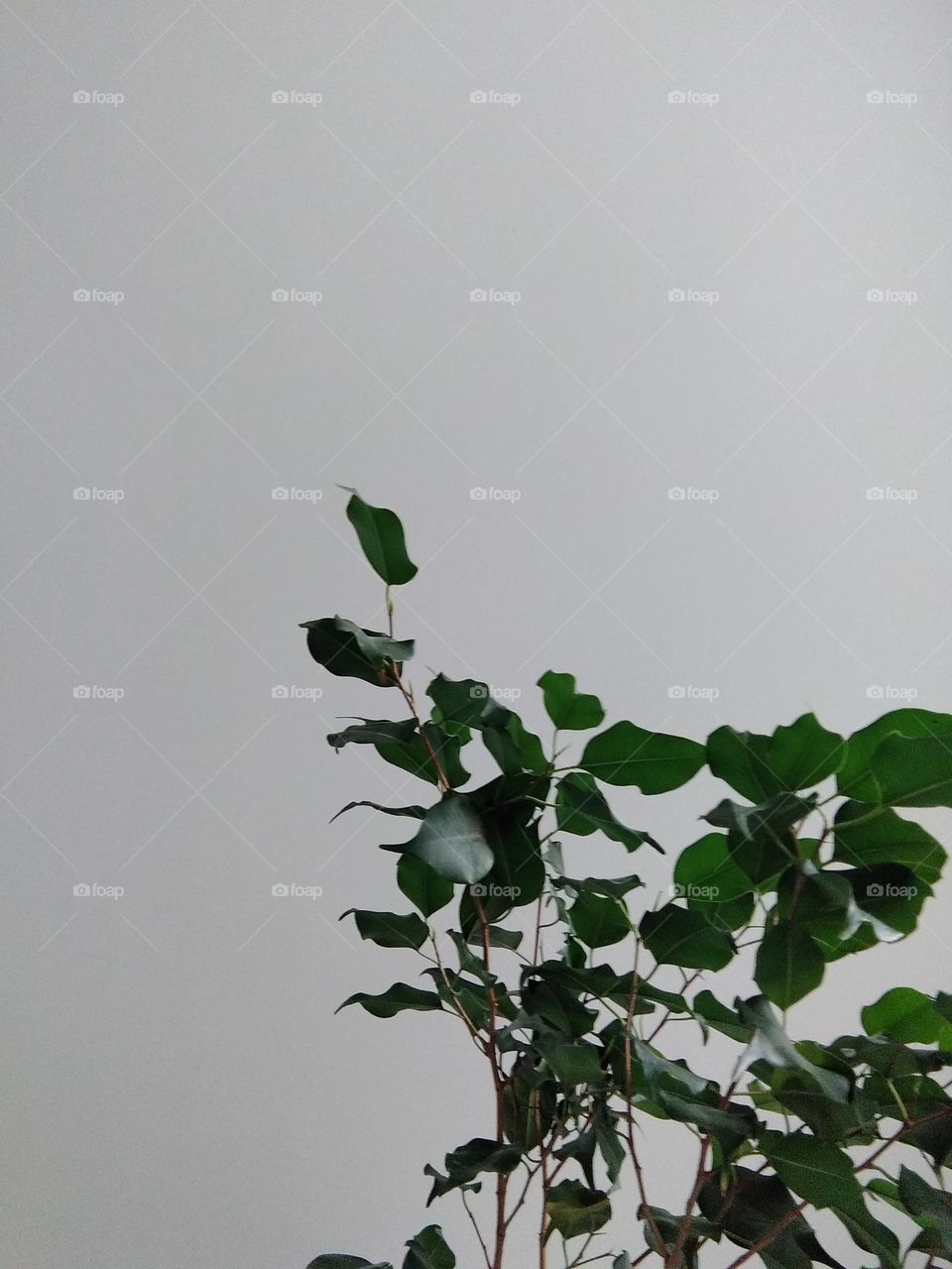 A picture in green and white