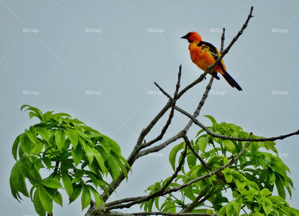 Tropical Orange Oriole. Orange Hooded Oriole In The Jungle Of Mexico
