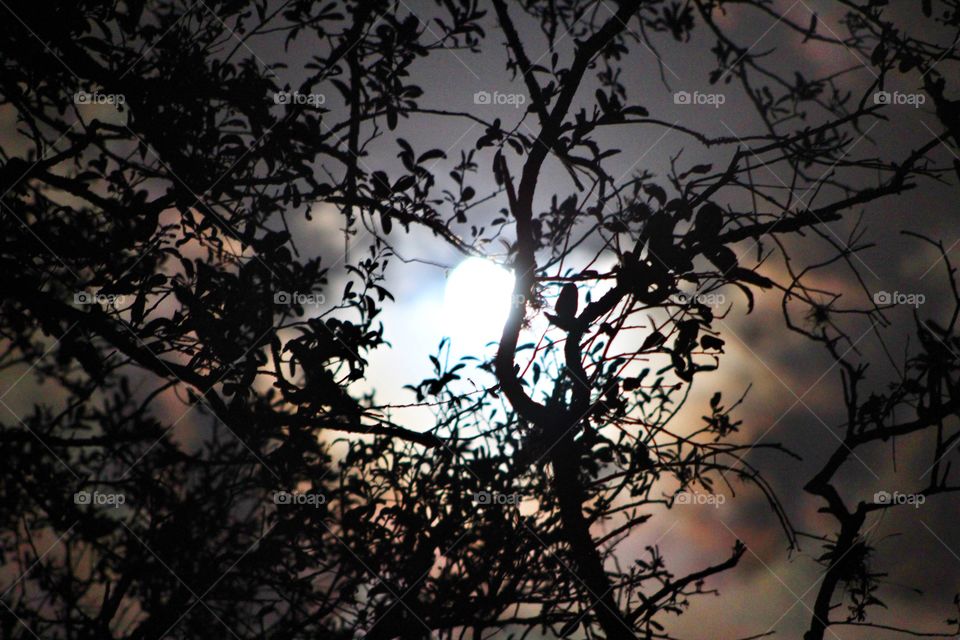 Moon through trees