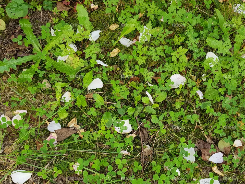 flower petals