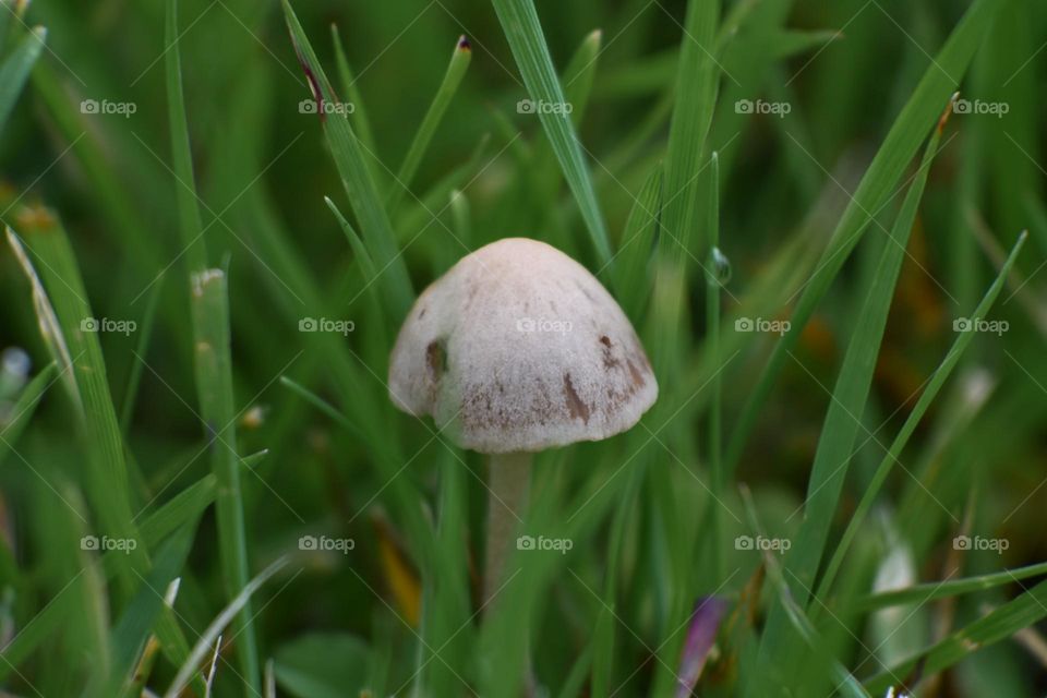Mushroom on the rise. It really amazes me how they just emerge from nowhere