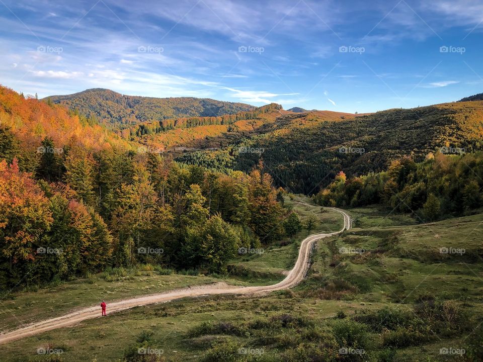 Road in the forest 