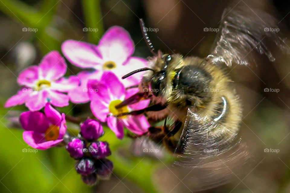 Bee at the spring flower