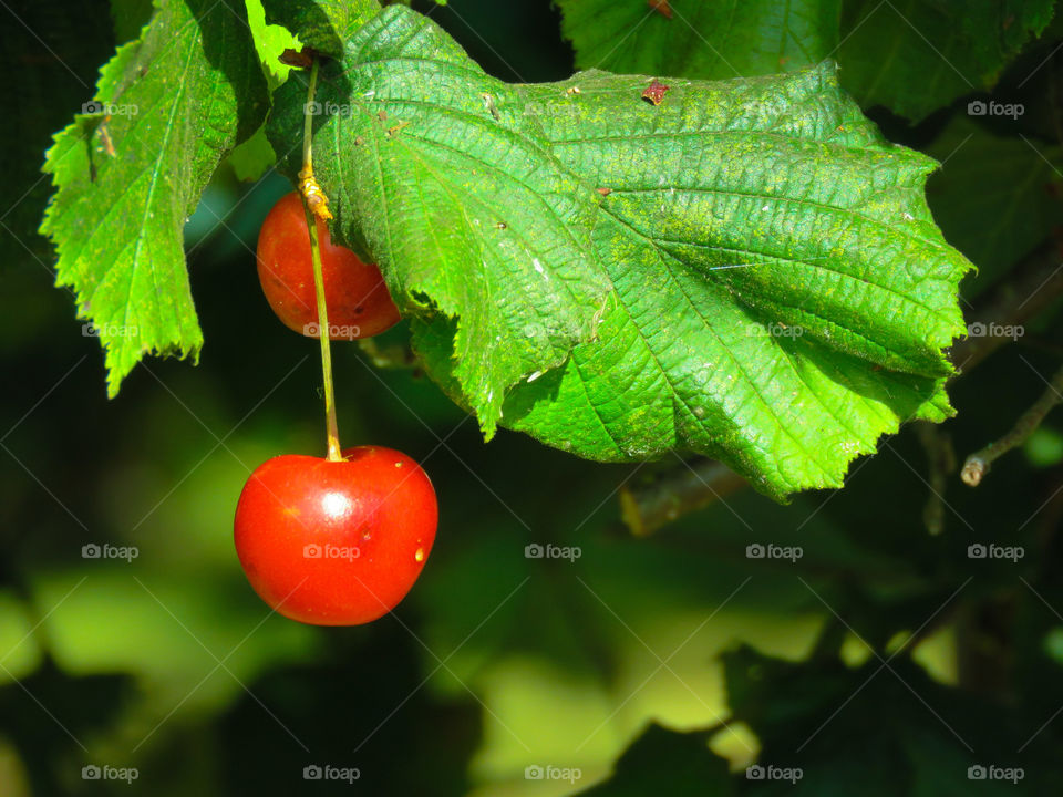 Washington cherry