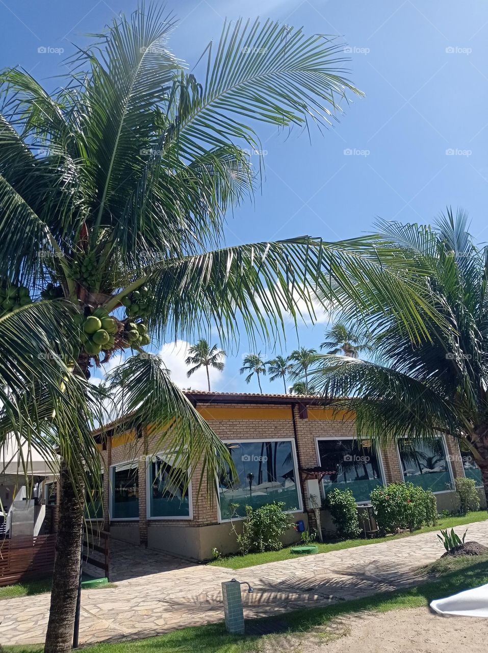 coconut trees line the street / coqueros en la calle