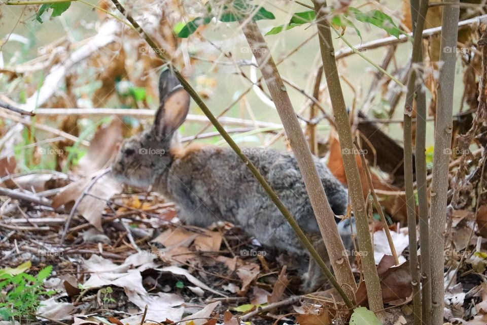 A wild rabbit in a wooded part of the city of Madrid