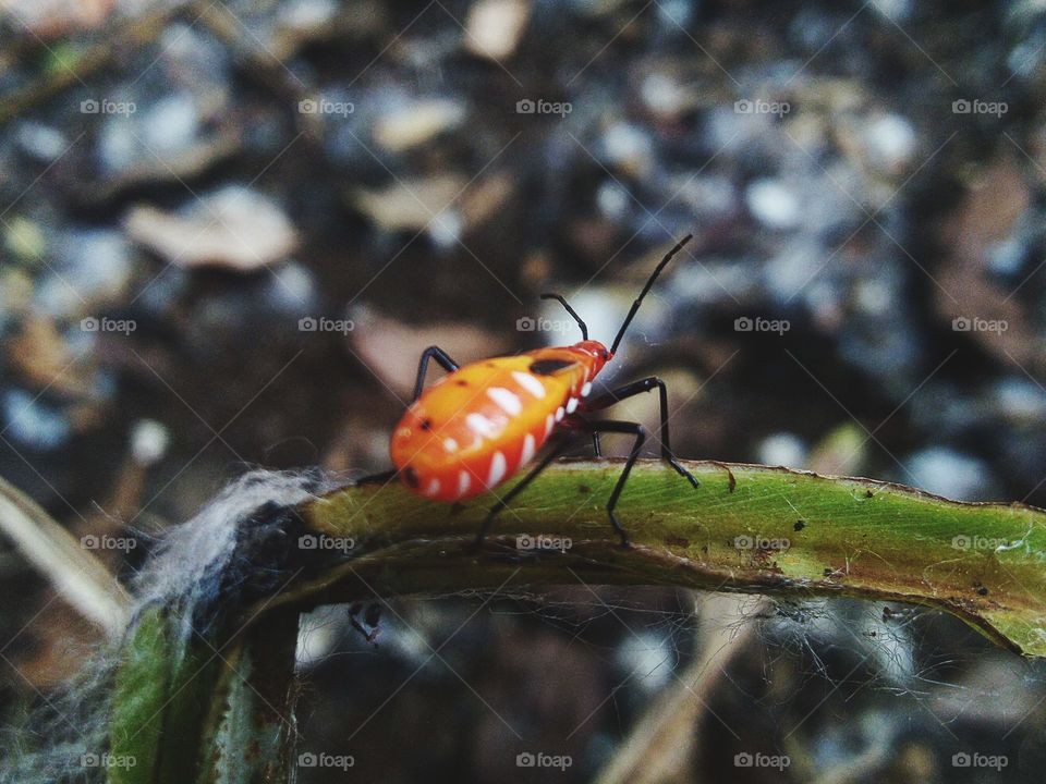 Mr. pucung insect is a pest for cotton plants