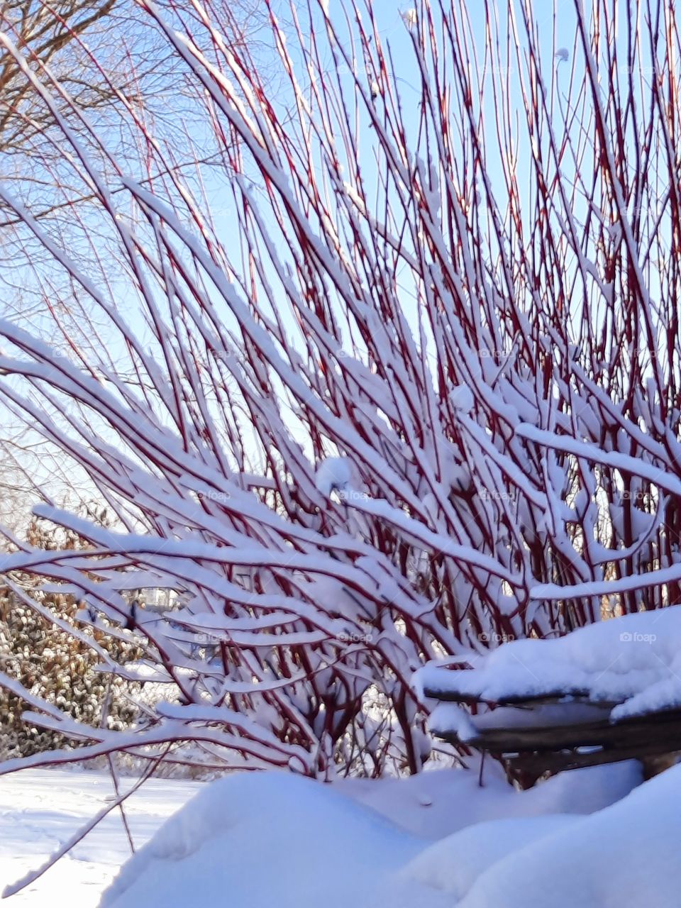 winter garden after snowfall - sunlit dogwood red branches covered with snow