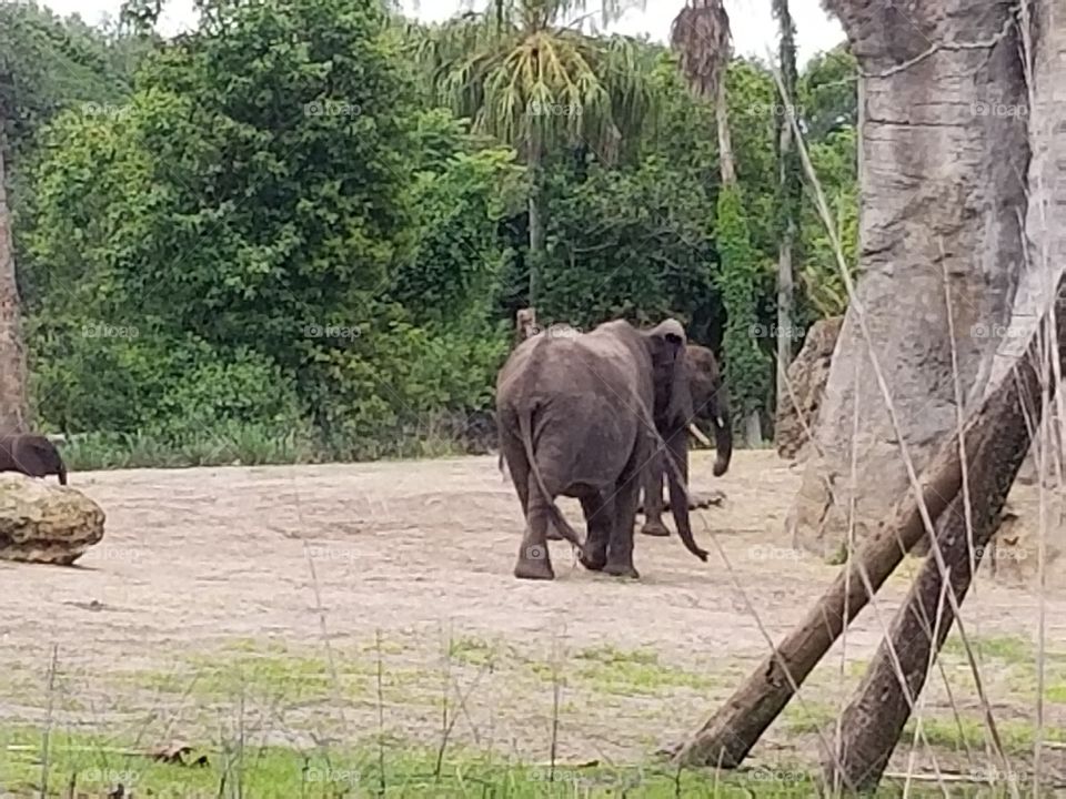 A duo of elephants cross the plains at Animal Kingdom at the Walt Disney World Resort in Orlando, Florida.