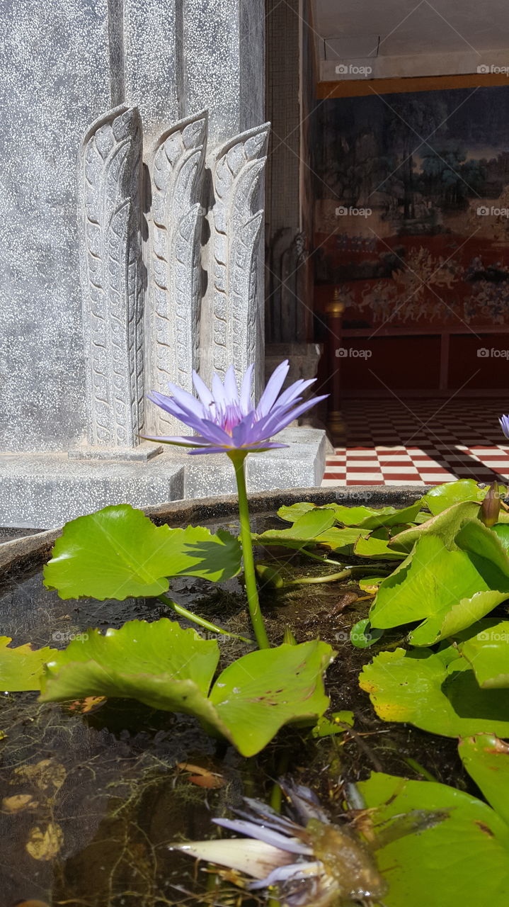 bông sen (water flower) #lotus