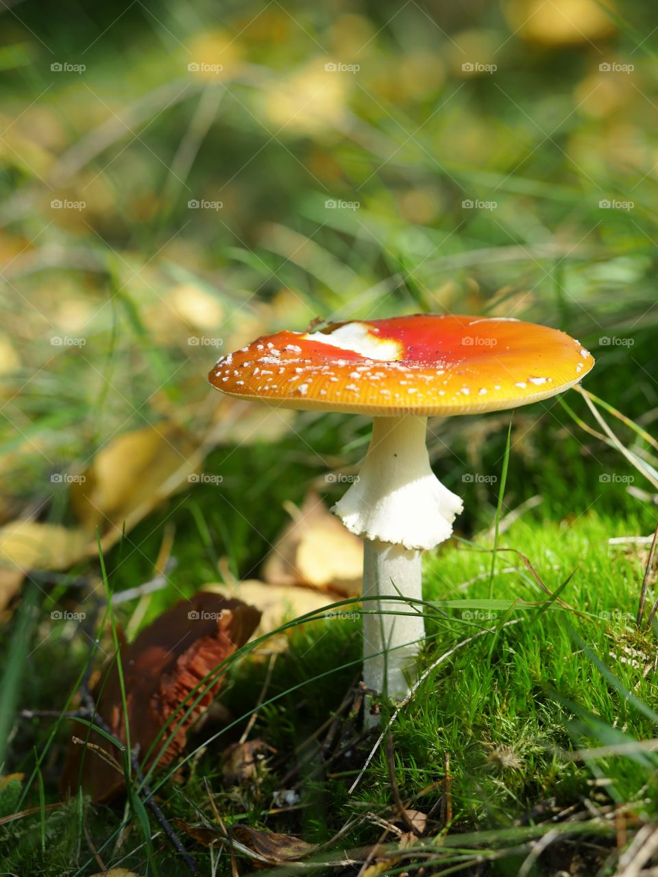 Fly agaric mushroom