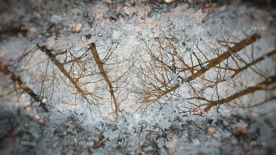 Woodland walk reflection