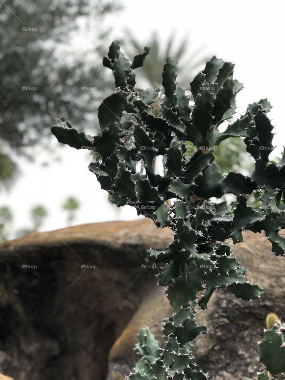 Green sharp cactus 