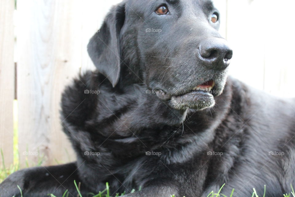 Black Labrador retriever gazing across the backyard