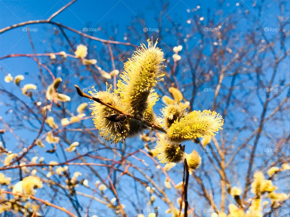 Close-up of flower growing on tree