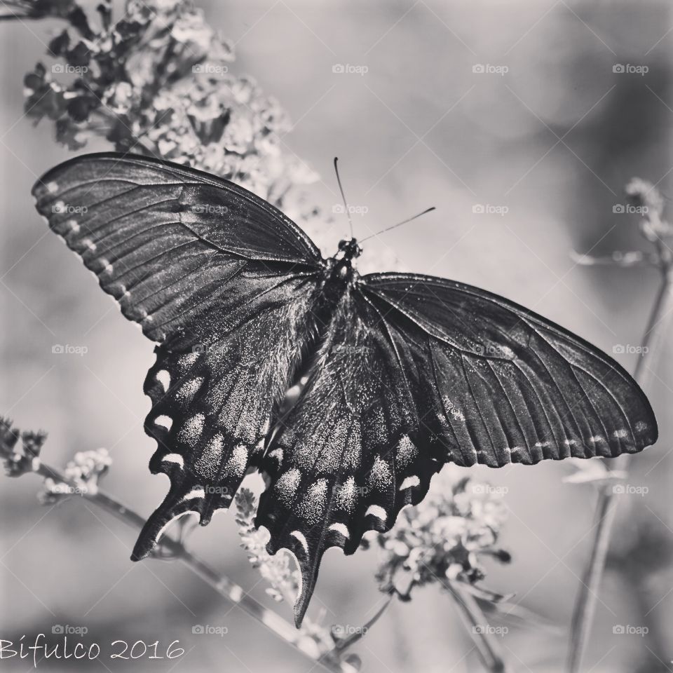 Mono butterfly 