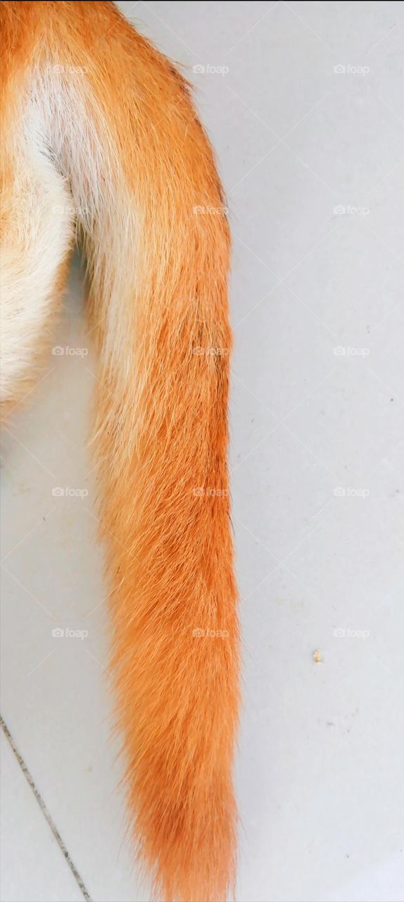 Lovely tail on the animals