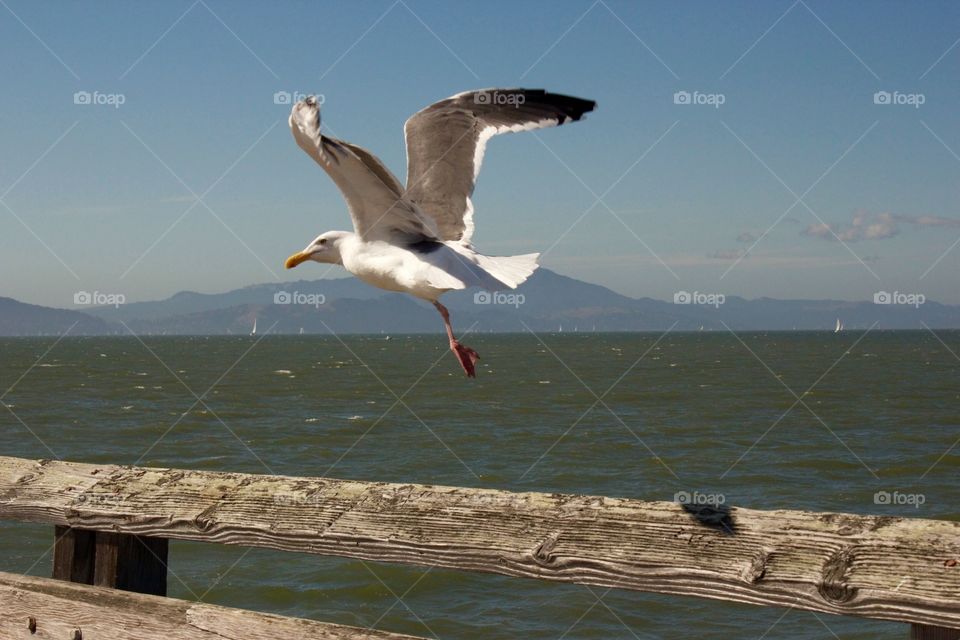 Seagull