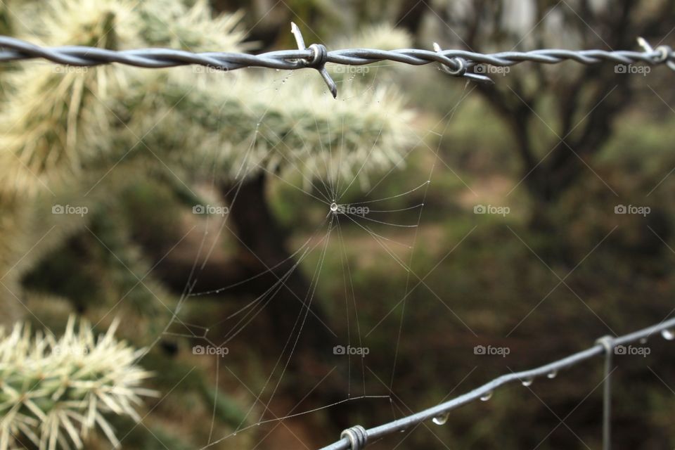 Web on barbed wire