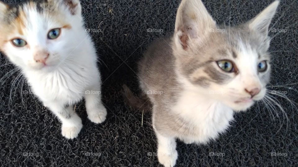two cats