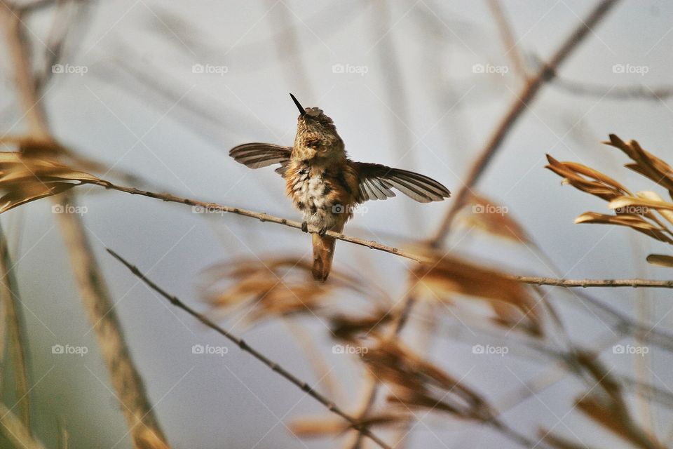 Allen Hummingbird in Autumn leaves