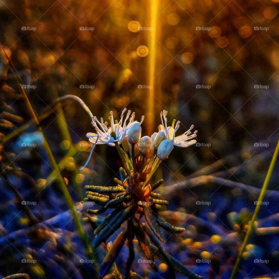 Природная красота