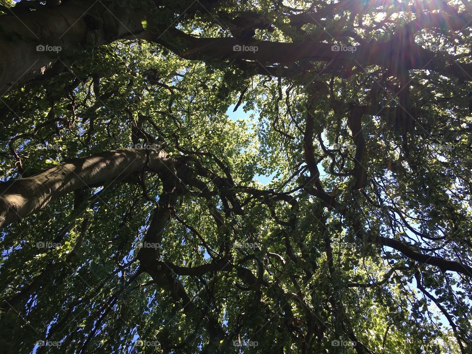 European Weeping Beech