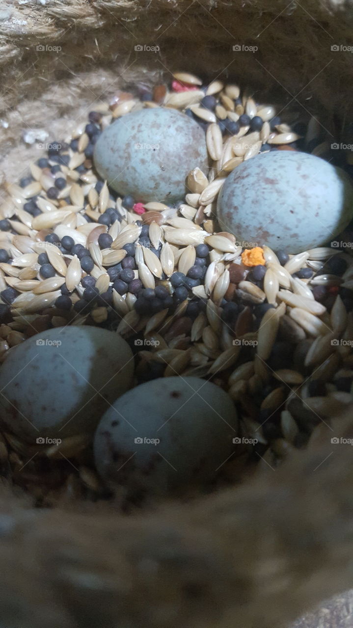 eggs of canari bird