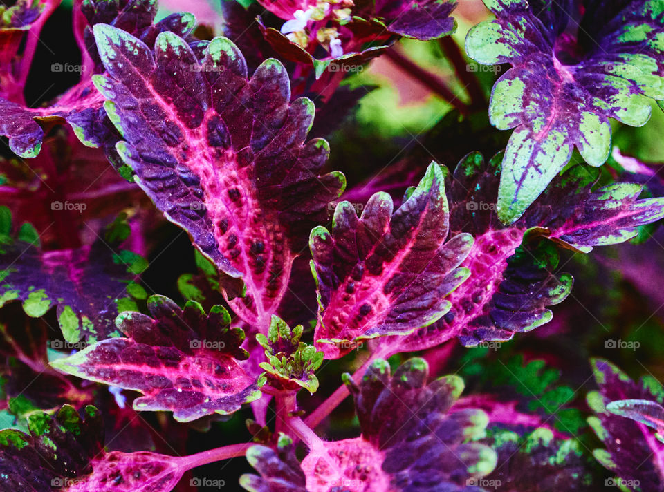 Portrait of plant - solenostemon