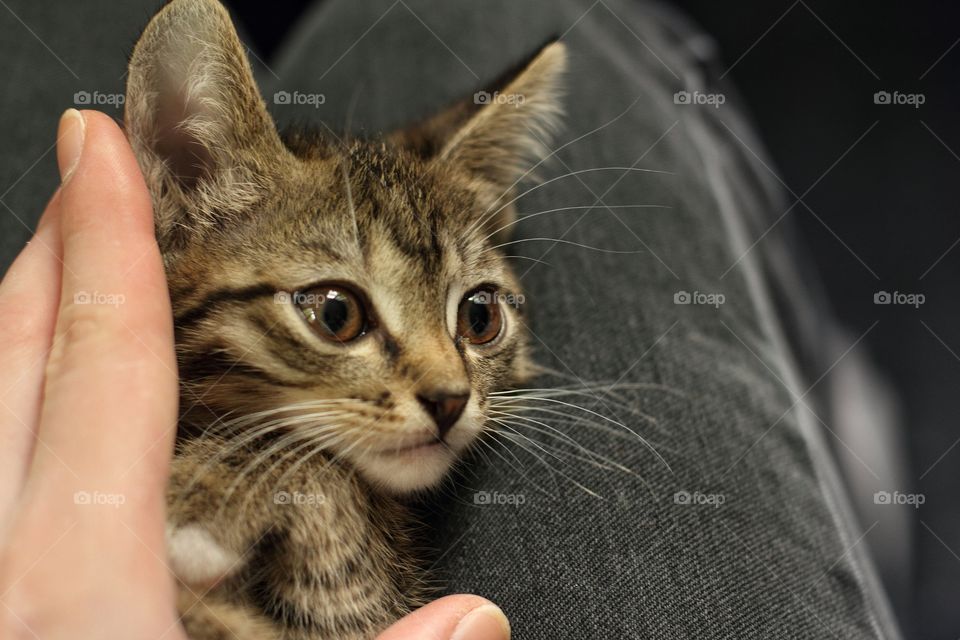 Little cute kitten lies on a man’s lap.