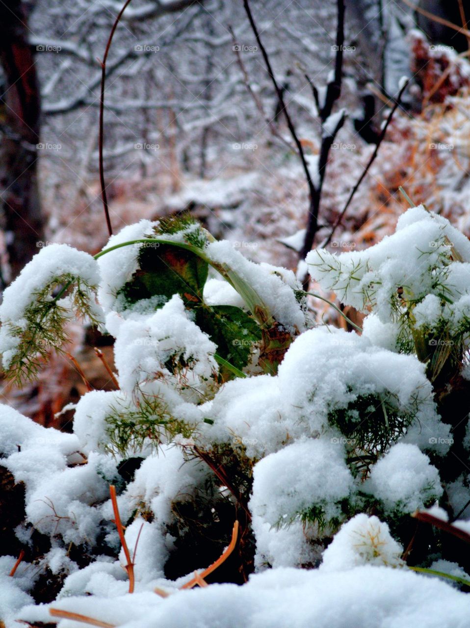snow white on winter grass