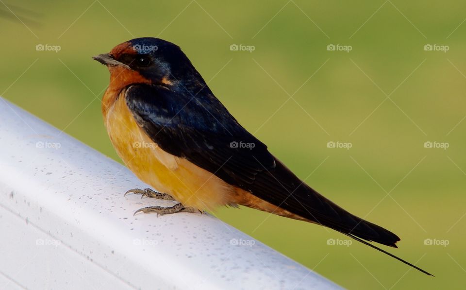 Exterior daylight.  Portrait.  A barn swallow stands on a white railing.