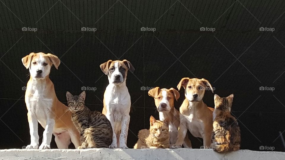Group of puppies and cats sitting at a balcony under the Greek sun.